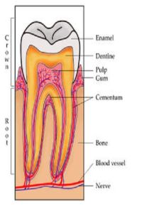 Tooth Anatomy