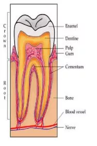 Tooth Anatomy