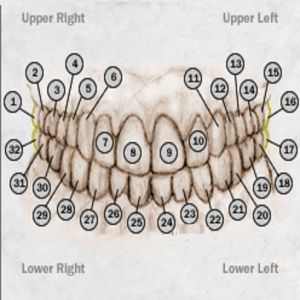 Teeth Numbers